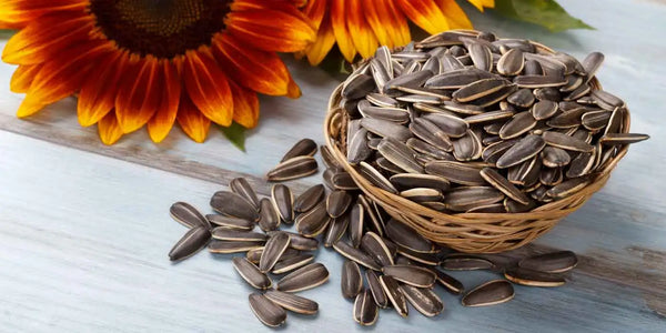 Sun Flower Seed